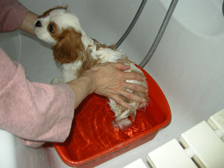 Bagnetto del cucciolo dentro una bacinella nella vasca