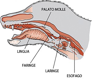 anatomia della testa per spiegare lo starnuto inverso
